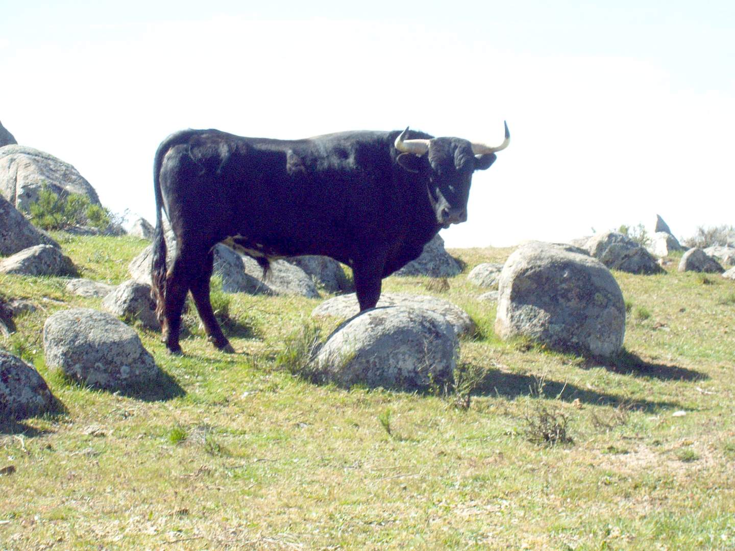 Ganadería Herranz López en Ávila
