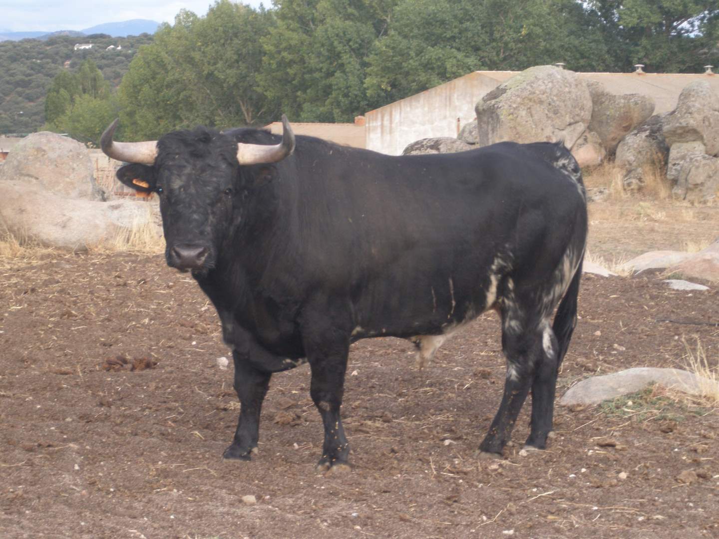 Ganadería Herranz López en Ávila