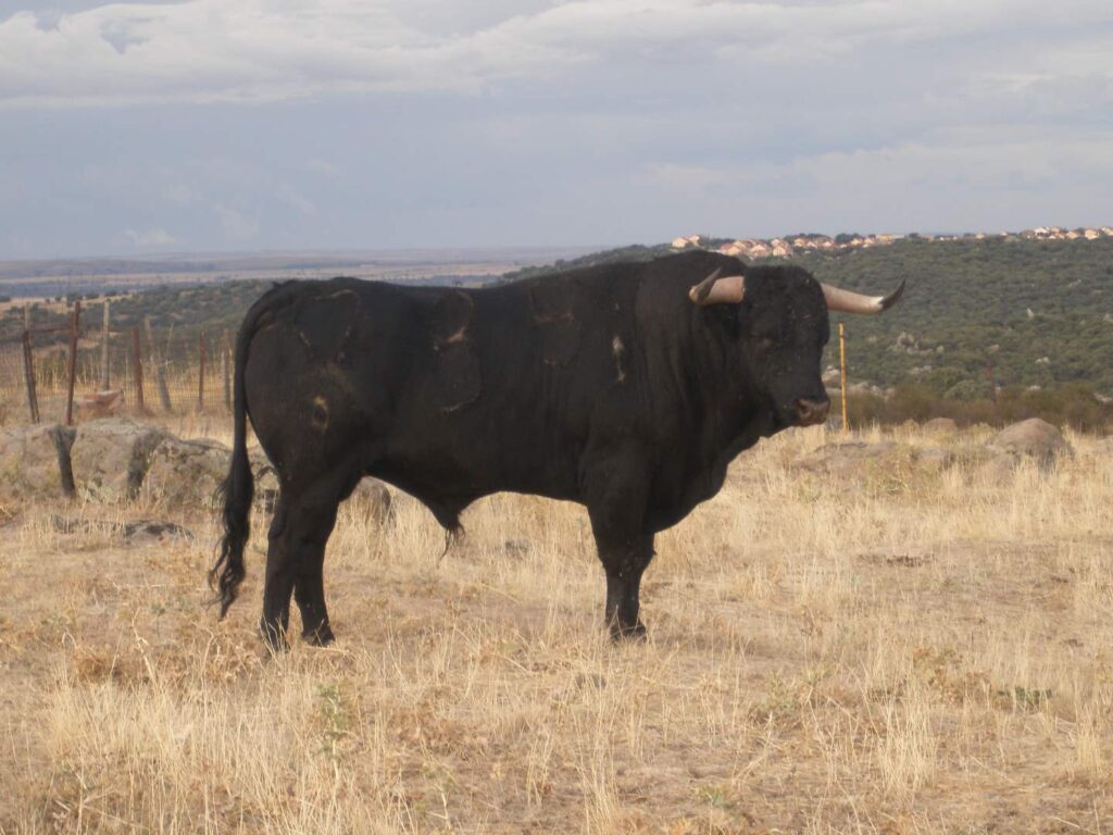 Ganadería Herranz López en Ávila