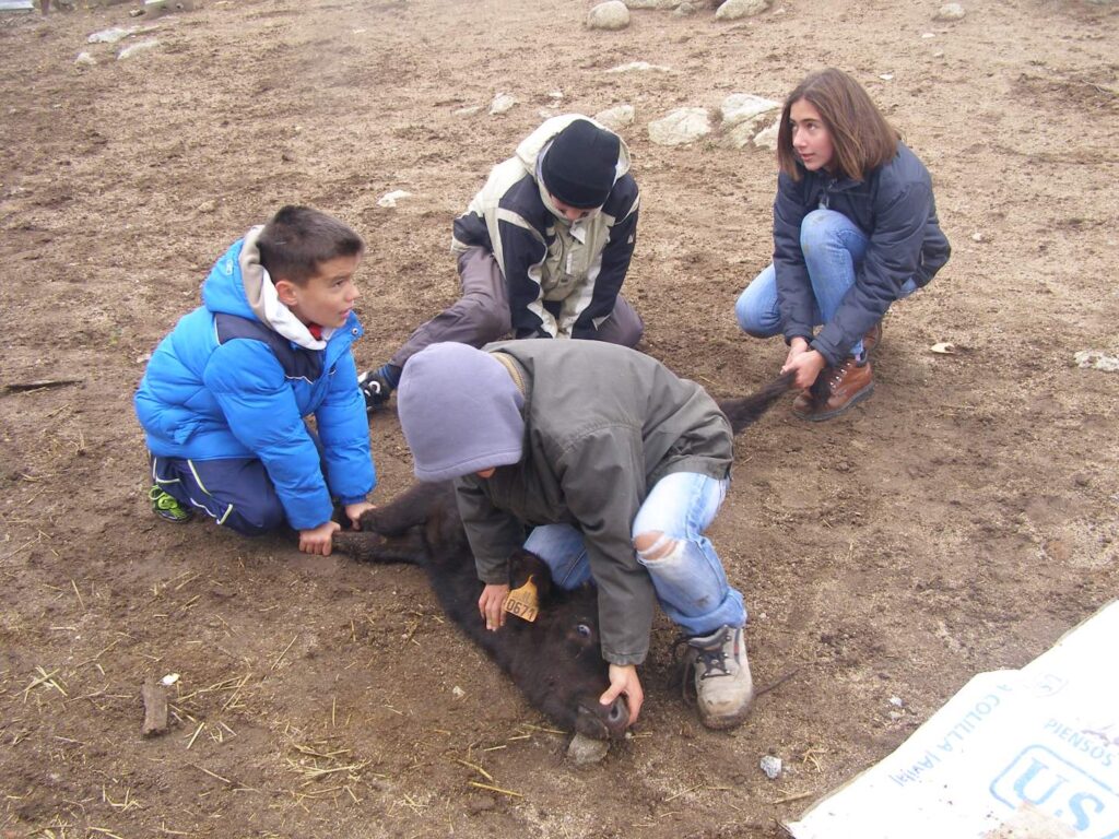 Ganadería Herranz López en Ávila